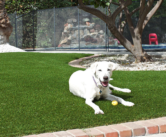 Turf Carolinas Piedmont Pet Turf XQ (V)